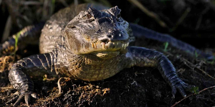 Nakrmte krokodýly: VIP vstupenka do Krokodýlí Zoo pro 1 či 2 osoby