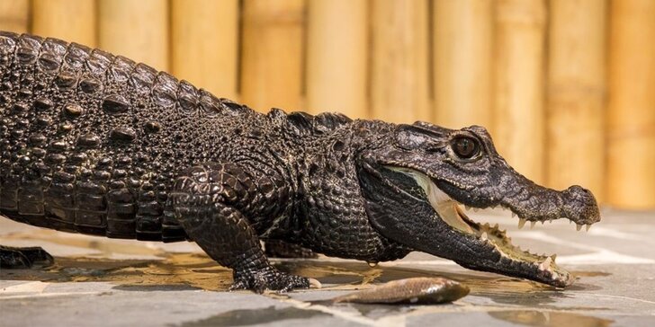 Nakrmte krokodýly: VIP vstupenka do Krokodýlí Zoo pro 1 či 2 osoby