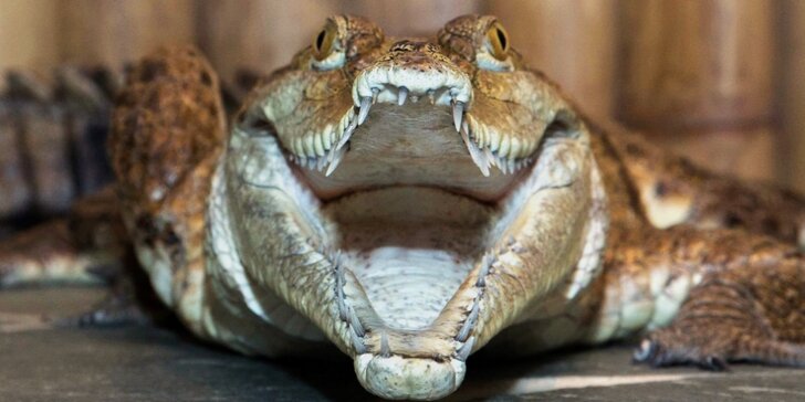 Nakrmte krokodýly: VIP vstupenka do Krokodýlí Zoo pro 1 či 2 osoby