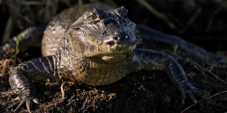 Nakrmte krokodýly: VIP vstupenka pro jednu osobu do Krokodýlí Zoo
