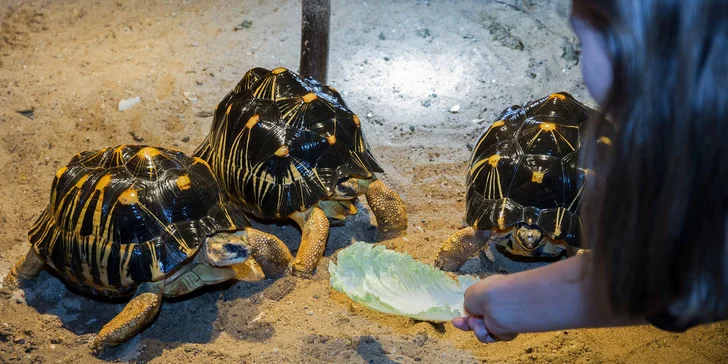Navštivte obry a trpaslíky s krunýřem: VIP prohlídka suchozemských želv v Krokodýlí Zoo pro 1 či 2 osoby