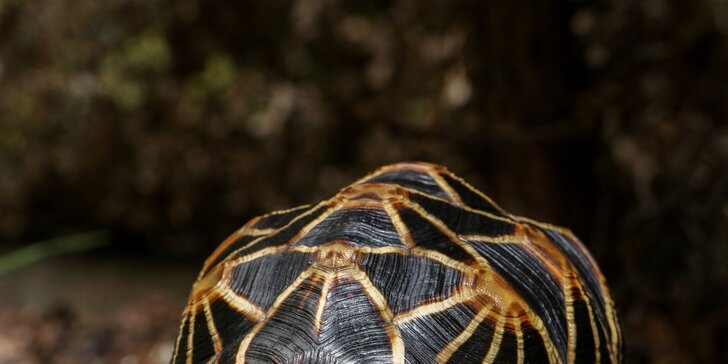 Navštivte obry a trpaslíky s krunýřem: VIP prohlídka suchozemských želv v Krokodýlí Zoo pro 1 či 2 osoby