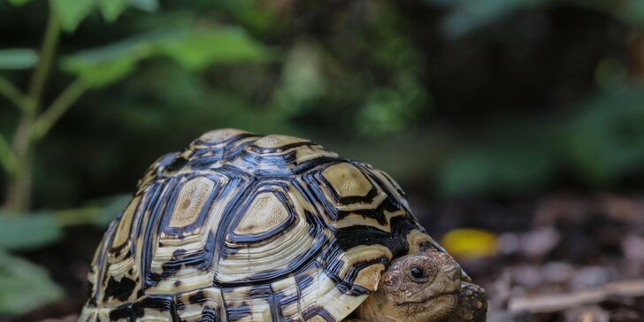 Navštivte obry a trpaslíky s krunýřem: VIP prohlídka suchozemských želv v Krokodýlí Zoo pro 1 či 2 osoby