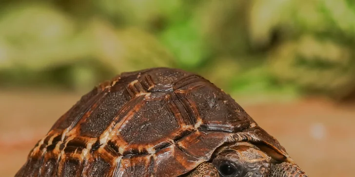 Navštivte obry a trpaslíky s krunýřem: VIP prohlídka suchozemských želv v Krokodýlí Zoo pro 1 či 2 osoby