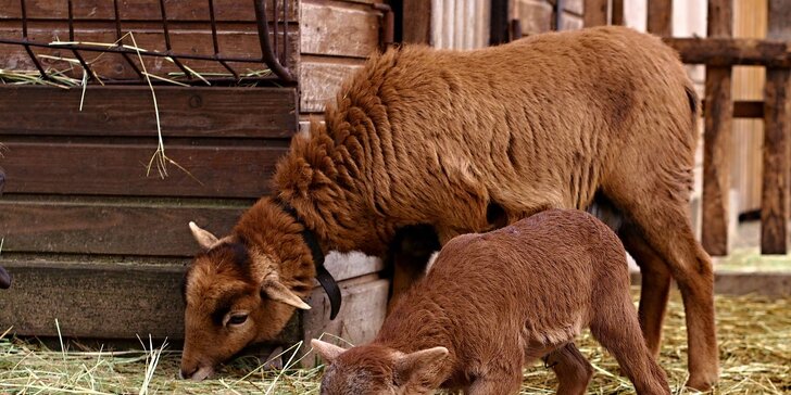 S dětmi za zvířátky: setkání na farmě a procházka s kozami nebo lamou
