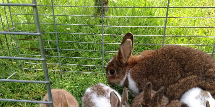 S dětmi za zvířátky: setkání na farmě a procházka s kozami nebo lamou
