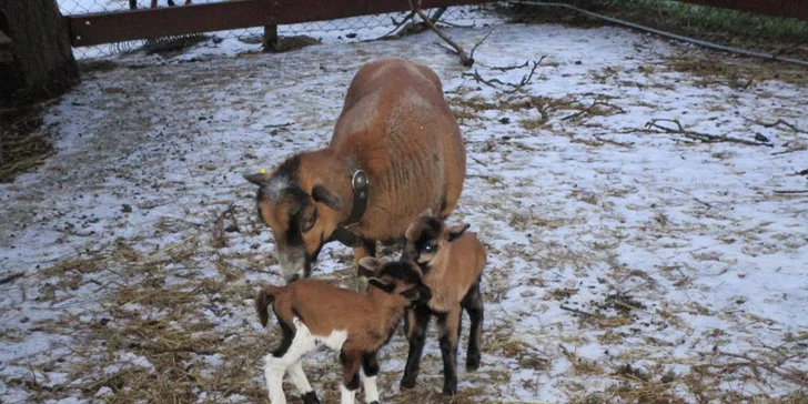 S dětmi za zvířátky: setkání na farmě a procházka s kozami nebo lamou