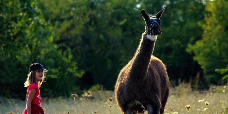 S dětmi za zvířátky: setkání na farmě a procházka s kozami nebo lamou