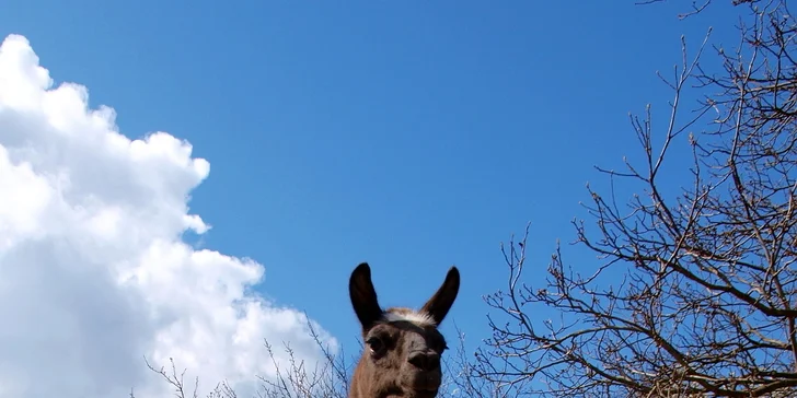 S dětmi za zvířátky: setkání na farmě a procházka s kozami nebo lamou