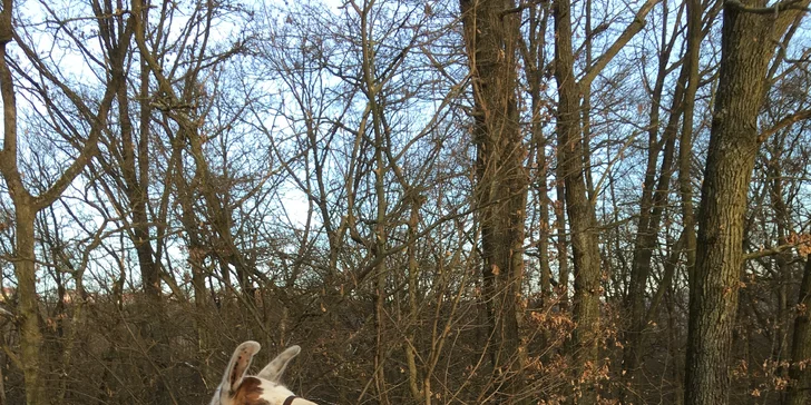 S dětmi za zvířátky: setkání na farmě a procházka s kozami nebo lamou