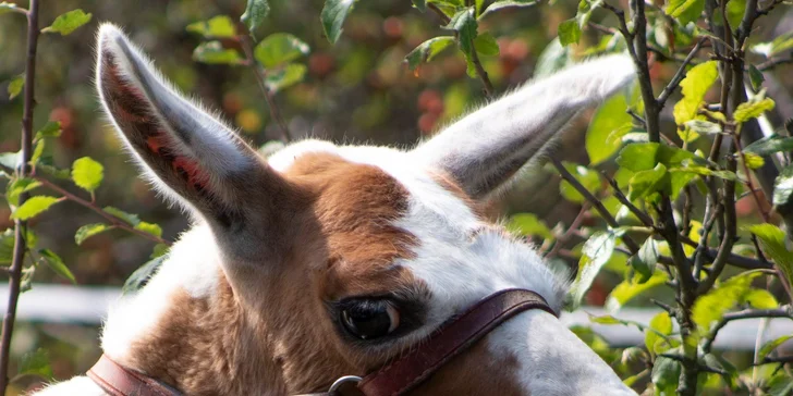 S dětmi za zvířátky: setkání na farmě a procházka s kozami nebo lamou