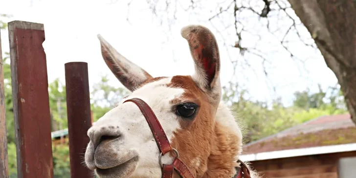 S dětmi za zvířátky: setkání na farmě a procházka s kozami nebo lamou