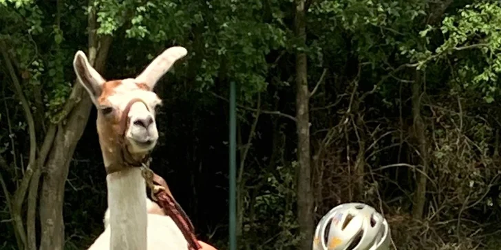 S dětmi za zvířátky: setkání na farmě a procházka s kozami nebo lamou