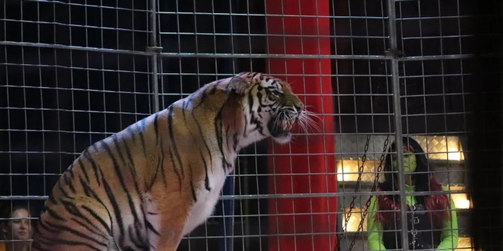 Cirkus plný superhrdinů: vstupenky na akční cirkusový program pro děti i dospělé
