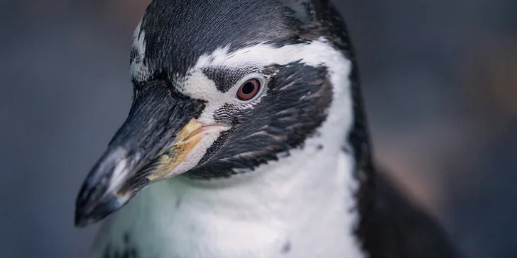 Fotografický kurz ve 3 různých zoo pro začátečníky i pokročilé