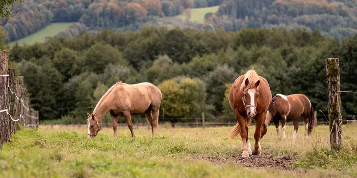 Jaro i léto v chatkách u Jeseníku se snídaní: areál s hromadou vyžití pro děti i dospělé