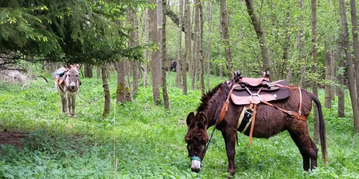 Oslí stezka: putování s oslíkem v přírodním parku