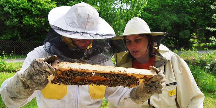 Exkurze na včelí farmě až pro 4 osoby: teoretická a praktická část i výroba svíček
