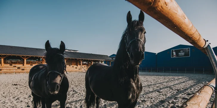 Součástí Nestville Farm je také jezdecký areál Nestville Horses.