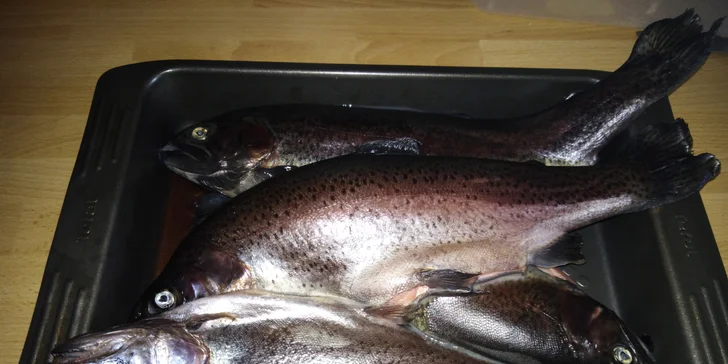 Prodej pstruhů čerstvě vylovených ze sádek v Šenově: 1 kg