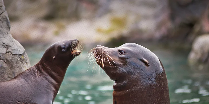 Za lachtany přes celý svět v Zoo Lešná: venkovní hra až pro 6 osob