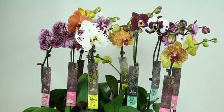 Nádherná živá orchidej v exkluzivních barvách