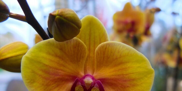 Nádherná živá orchidej v exkluzivních barvách