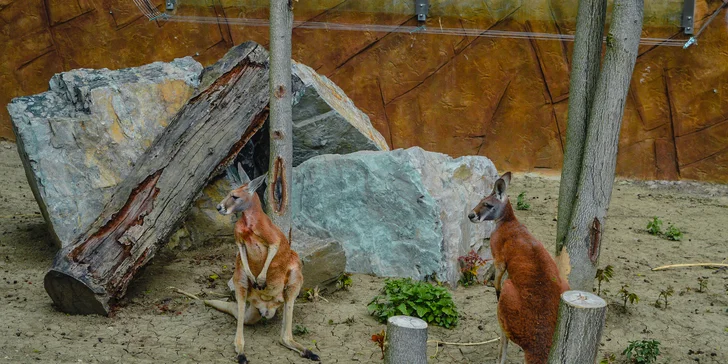 Zážitkový pobyt pro páry i rodiny: penzion se snídaní, kontaktní zoo i jezírko a rybolov