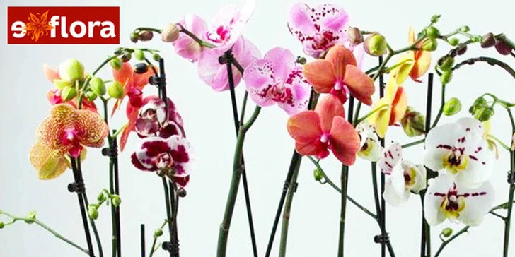 Nádherná živá orchidej v exkluzivních barvách