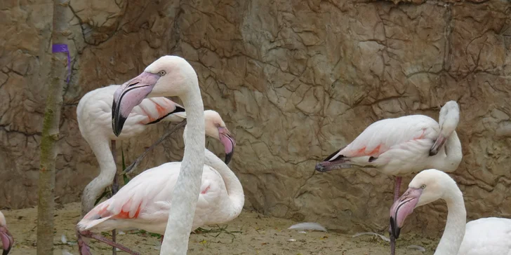 Penzion s vlastním jezírkem: pobyt se snídaní a vstupem do kontaktní zoo