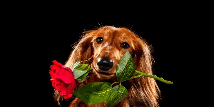 Nechte si pořídit krásné fotky vašeho mazlíčka od profesionální fotografky