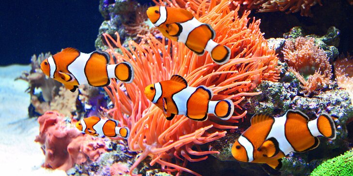 Za barevnými rybkami do Mořského světa – vstupenky pro celou rodinu