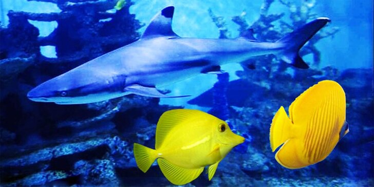 Za barevnými rybkami do Mořského světa – vstupenky pro celou rodinu