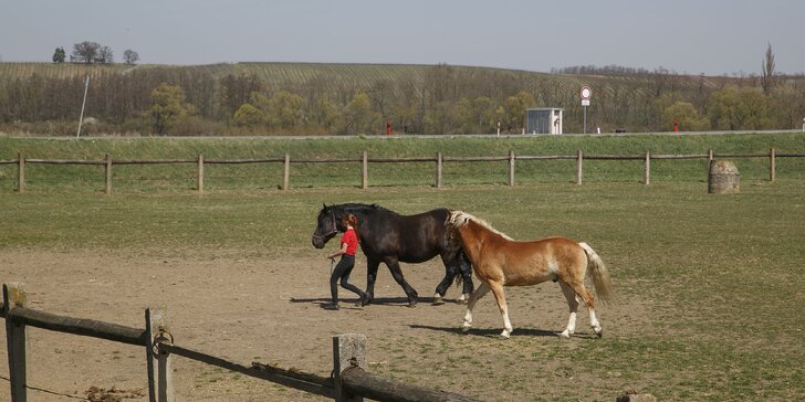Pobyt na farmě kousek od Znojma: 2 noci až 15 dní i se snídaní či polopenzí a projížďkou v koňském sedle