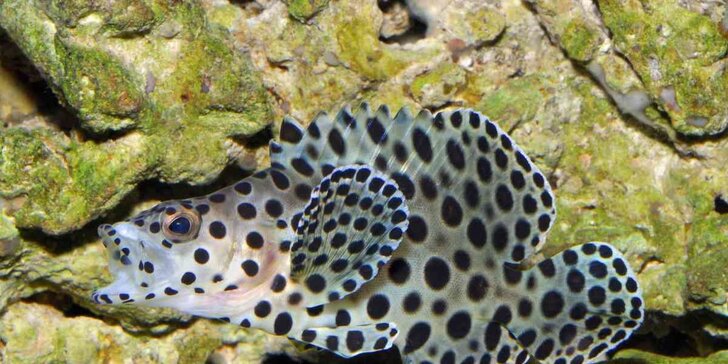 Obdivujte rybky z Mořského světa: vstupenky pro jednotlivce i celou rodinu