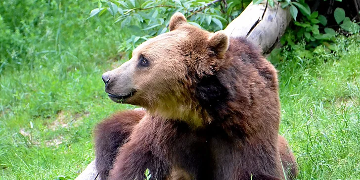 Zvířátka od ar po zubry: vstupné do zoologické zahrady v Táboře