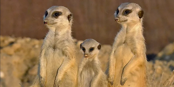 Zvířátka od ar po zubry: vstupné do zoologické zahrady v Táboře