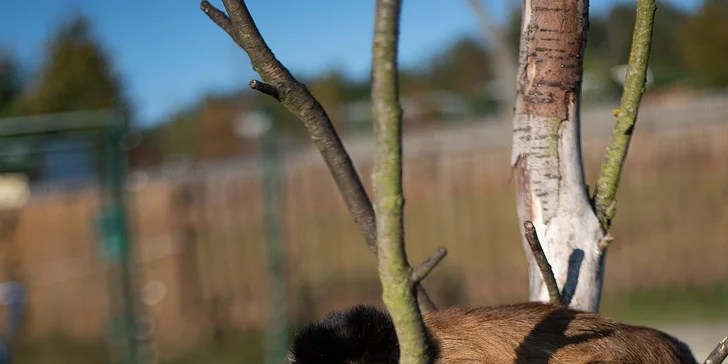 Staňte se ošetřovatelem v ZOO Tábor: 5hodinový zážitek pro milovníky zvířat