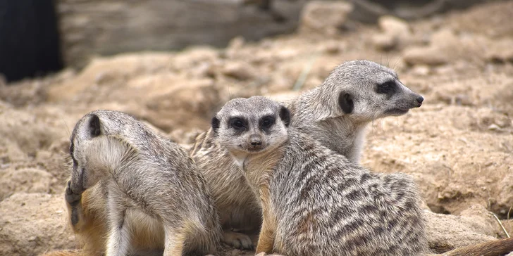 Zvířátka od ar po zubry: vstupné do zoologické zahrady v Táboře