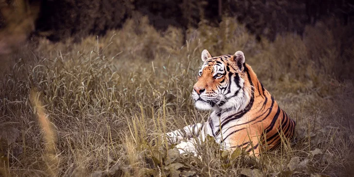 Staňte se ošetřovatelem v ZOO Tábor: 5hodinový zážitek pro milovníky zvířat