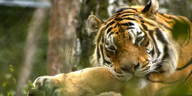 Staňte se ošetřovatelem v ZOO Tábor: 5hodinový zážitek pro milovníky zvířat