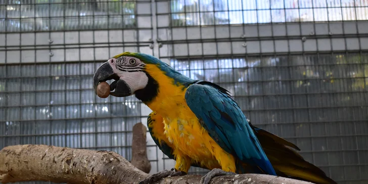 Zvířátka od ar po zubry: vstupné do zoologické zahrady v Táboře