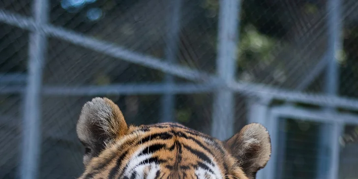 Zvířátka od ar po zubry: vstupné do zoologické zahrady v Táboře