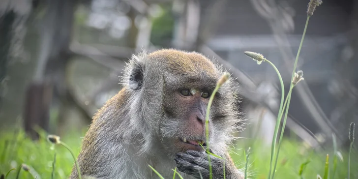 Zvířátka od ar po zubry: vstupné do zoologické zahrady v Táboře