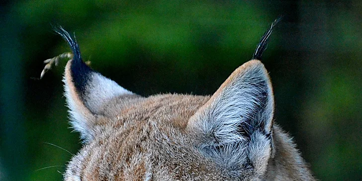 Zvířátka od ar po zubry: vstupné do zoologické zahrady v Táboře