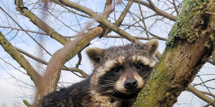 Zvířátka od ar po zubry: vstupné do zoologické zahrady v Táboře