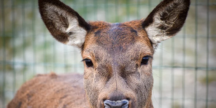 Zvířátka od ar po zubry: vstupné do zoologické zahrady v Táboře