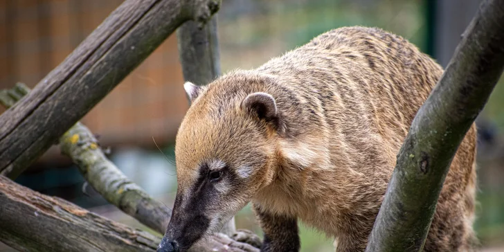 Staňte se ošetřovatelem v ZOO Tábor: 5hodinový zážitek pro milovníky zvířat