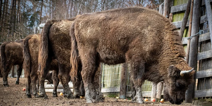 Zvířátka od ar po zubry: vstupné do zoologické zahrady v Táboře