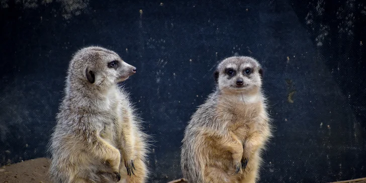 Staňte se ošetřovatelem v ZOO Tábor: 5hodinový zážitek pro milovníky zvířat